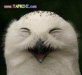 Interestingly-three-photos-of-laughing-owls2-tafrihi-com-thumb.jpg