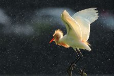 lovely-photographs-of-rain_9.jpg