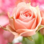 flowers-rose-pictures.jpg