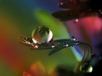 drops-8.jpg
