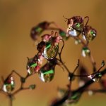 drops-10.jpg