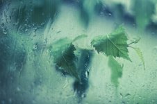 blur,leaves,rain-199349b031bd17a96d912f2269244ab5_h.jpg