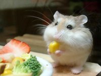 hamster6.jpg