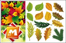 Number_of_Beautiful_leaves_Vector_graphics.jpg