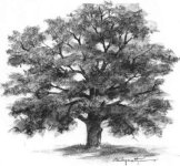 Tarahi-Tree-Iranjoman (2).jpg