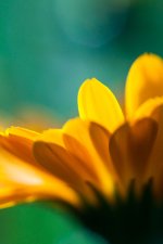 yellow-flower-320x480-iphone-wallpaper.jpg