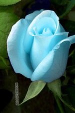 blue-and-white-rose-320x480-iphone-wallpaper.jpg