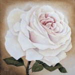Rose-Color Pencile-Iranjoman (6).jpg