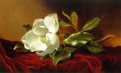 Reproduction_Painting_United States_Heade, Martin Johnson 1819 - 1904_A Magnolia on Red Velvet.jpg