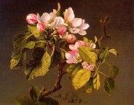 Reproduction_Painting_United States_Heade, Martin Johnson 1819 - 1904_Apple Blossoms.jpg