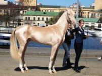 Best Horse-Iranjoman (1).jpg