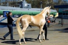 Best Horse-Iranjoman (2).jpg