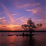 160px-Rivertree_thirds_md.gif