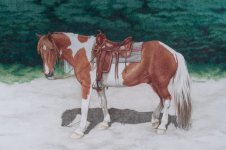 Color Pencil-Horse-Iranjoman (6).jpg