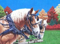 Color Pencil-Horse-Iranjoman (8).jpg