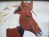 Color Pencil-Horse-Iranjoman (9).jpg