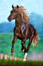 Color Pencil-Horse-Iranjoman (3).jpg