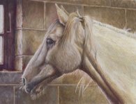 Color Pencil-Horse-Iranjoman (4).jpg