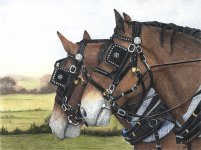 Color Pencil-Horse-Iranjoman (11).jpg