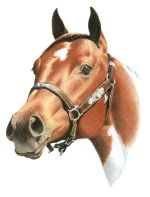 Color Pencil-Horse-Iranjoman (13).jpg