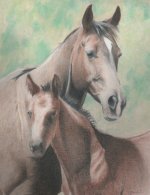 Color Pencil-Horse-Iranjoman (14).jpg