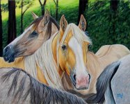 Color Pencil-Horse-Iranjoman (16).jpg