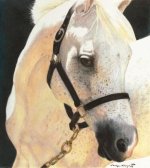 Color Pencil-Horse-Iranjoman (20).jpg