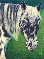 Color Pencil-Horse-Iranjoman (22).jpg