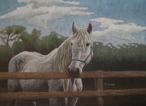 Color Pencil-Horse-Iranjoman (24).jpg