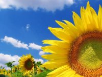 Field-of-Flowers04.jpg