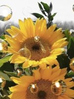 beautyful-sunflowers.jpg