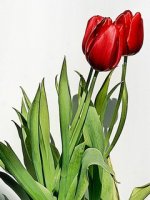 Tulips 1.jpg