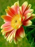 26753-flower.jpg