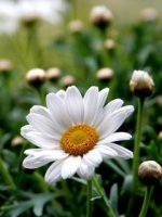 daisy-flower-wallpaper.jpg