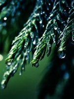 dew-on-leaves-natural-wallpaper-for-cell-phones.jpg