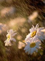 flowers-in-rain-wallpaper.jpg