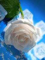 beautiful-white-flower-with-sky-background-wallpaper.jpg