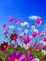 colorful-flowers-wallpaper.jpg