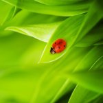 Greenery_greeny_bug-500x500.jpg