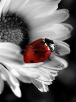 flower-and-beetle-s5700-mobile-wallpaper-206x275.jpg