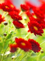 Rednature_Flowers.jpg