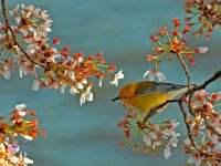 cherry-blossom-Www.Parspic.Net-6.jpg
