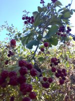20071005553.jpg