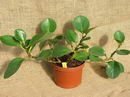 Peperomia%20magnoliaefolia%202.jpg