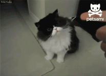 gifs_0212.gif