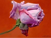 Oil-Rose-Iranjoman (2).jpg