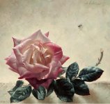 Oil-Rose-Iranjoman (4).jpg