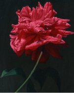 Oil-Rose-Iranjoman (6).jpg