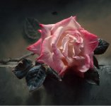 Oil-Rose-Iranjoman (7).jpg