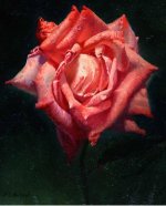 Oil-Rose-Iranjoman (10).jpg